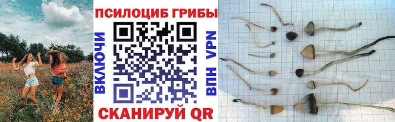 Псилоцибиновые грибы Cubensis  наркотики  Кедровый 